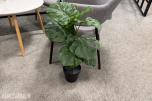 Sittegruppe med stoler, bord og planter 