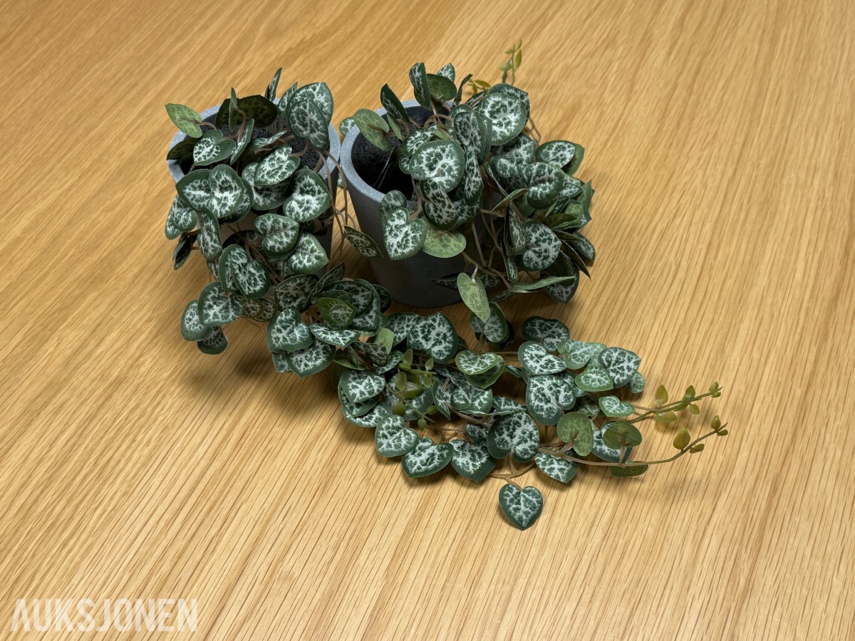 Rundt bord med 4 stoler og plante