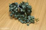 Rundt bord med 4 stoler og plante