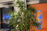 Rundt bord med 4 stoler og plante