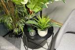 Sofagruppe med 3-seter og 2 lenestoler + klesstativ + planter