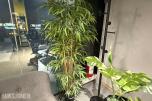 Sofagruppe med 3-seter og 2 lenestoler + klesstativ + planter
