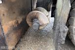2021 Volvo P2870D Asfaltutlegger, Steg 5, 1746t 